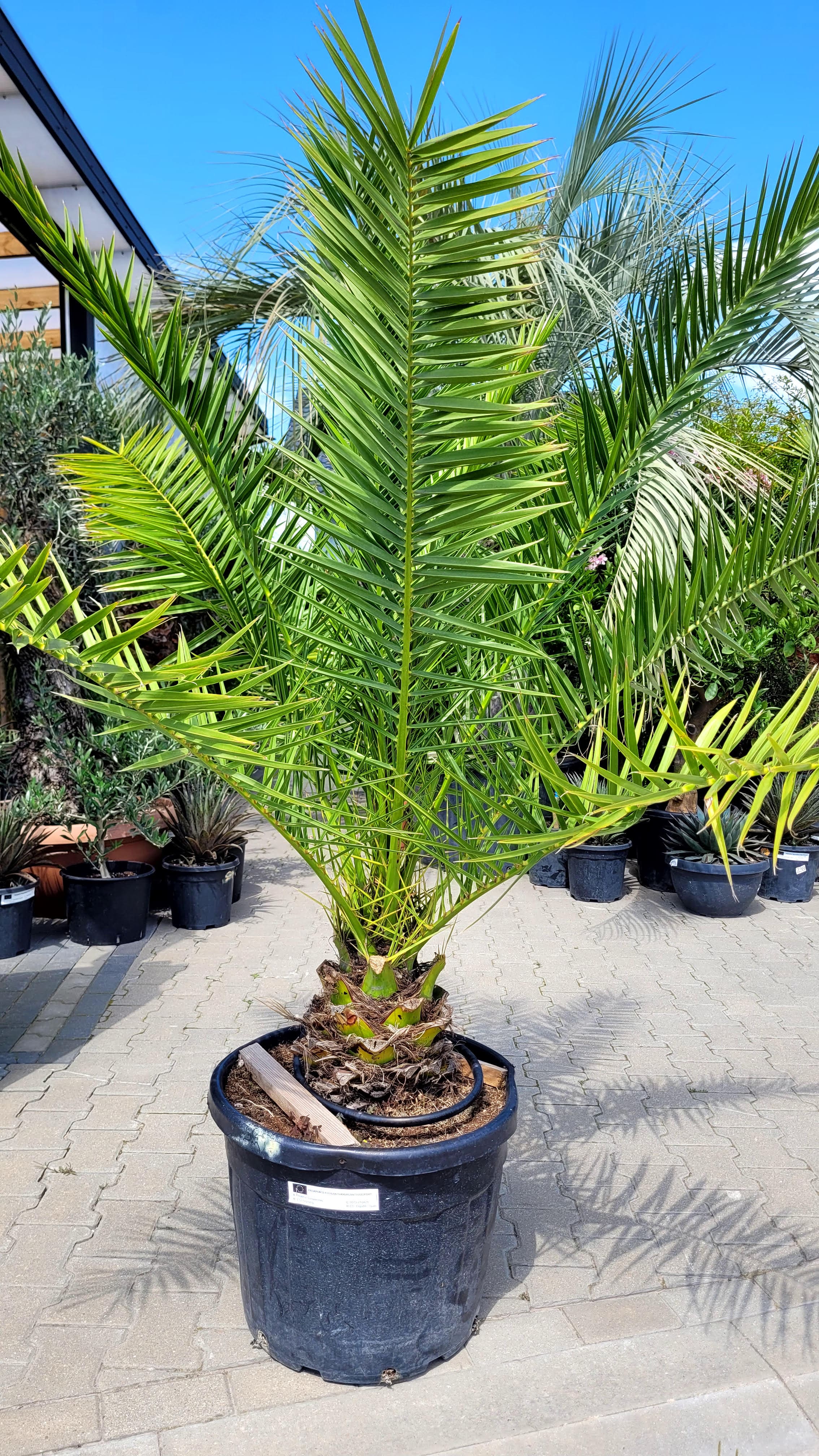 Phoenix Canariensis